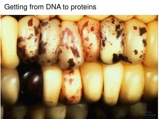 Getting from DNA to proteins
