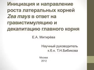 zea mays