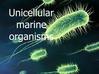 Unicellular marine organisms