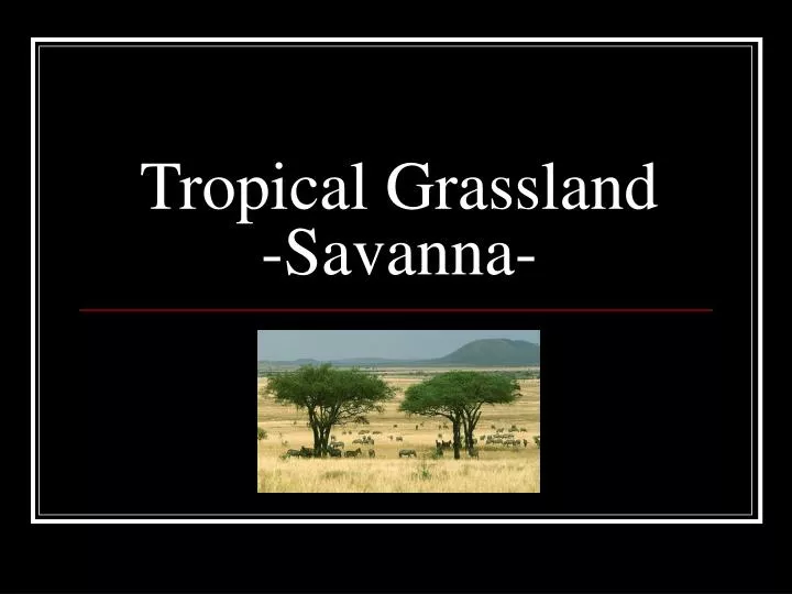 tropical grassland savanna