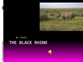 The Black Rhino