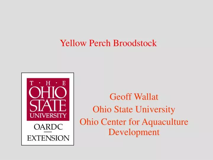 yellow perch broodstock
