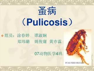 蚤病 （ Pulicosis ）