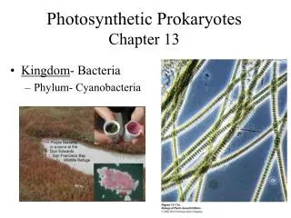 Photosynthetic Prokaryotes Chapter 13