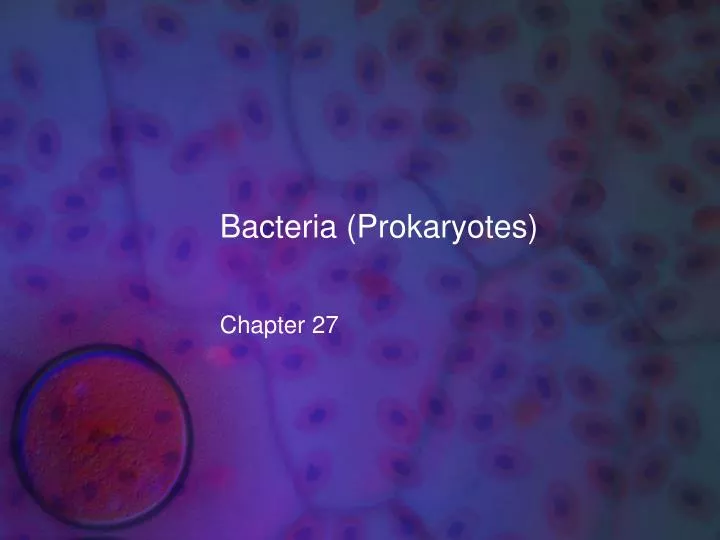 bacteria prokaryotes