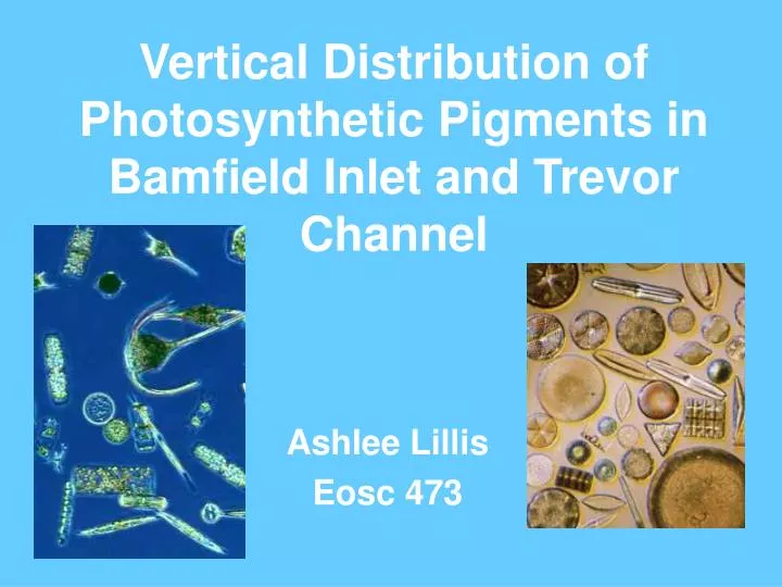 vertical distribution of photosynthetic pigments in bamfield inlet and trevor channel
