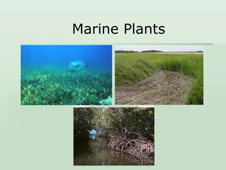 marine plants
