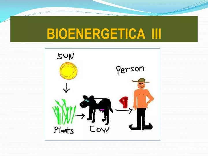 bioenergetica iii