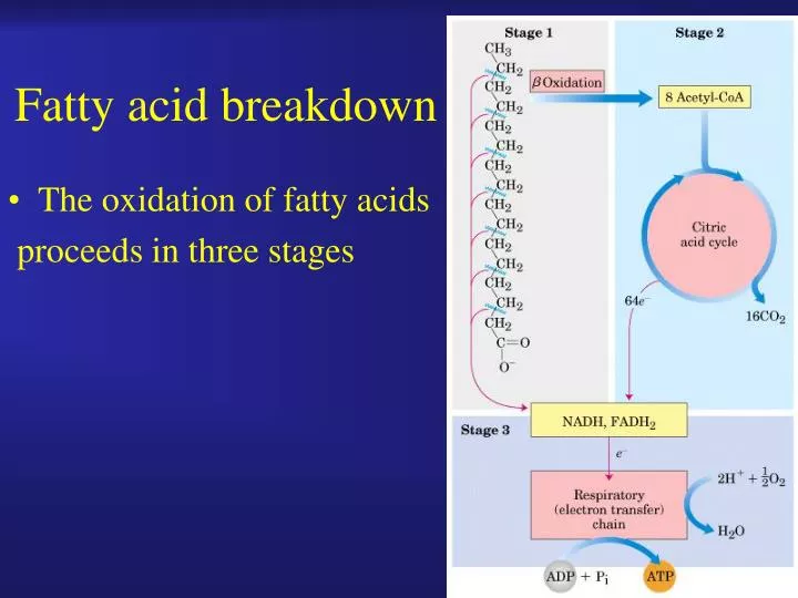 fatty acid breakdown