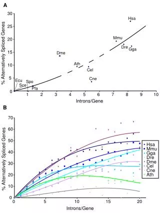 Introns/Gene