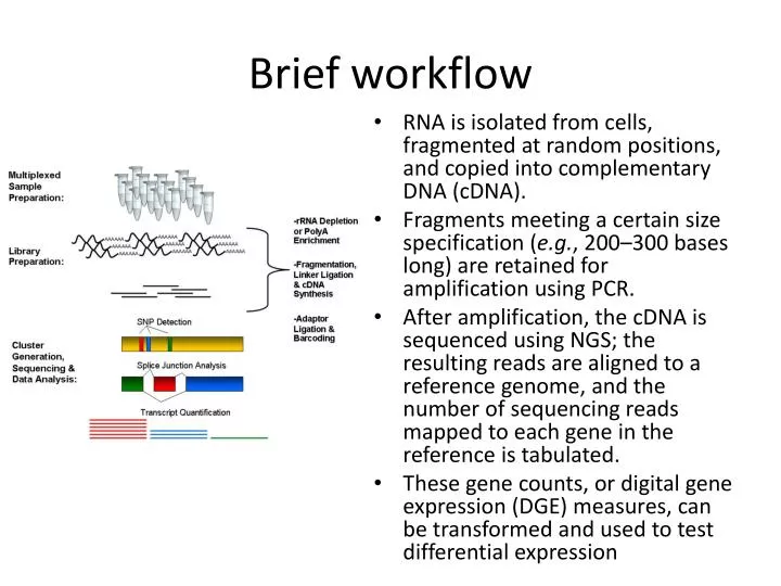 brief workflow