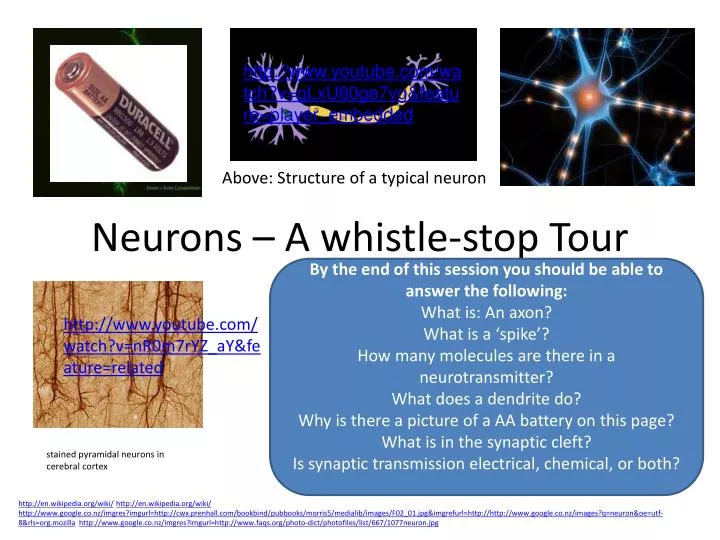neurons a whistle stop tour