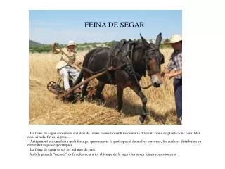 feina de segar