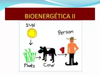 bioenerg tica ii
