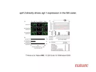 T Hirose et al. Nature 000 , 1 - 5 (2013) doi:10.1038/nature 12329