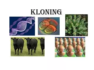 kloning