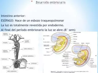 desarrollo embrionario