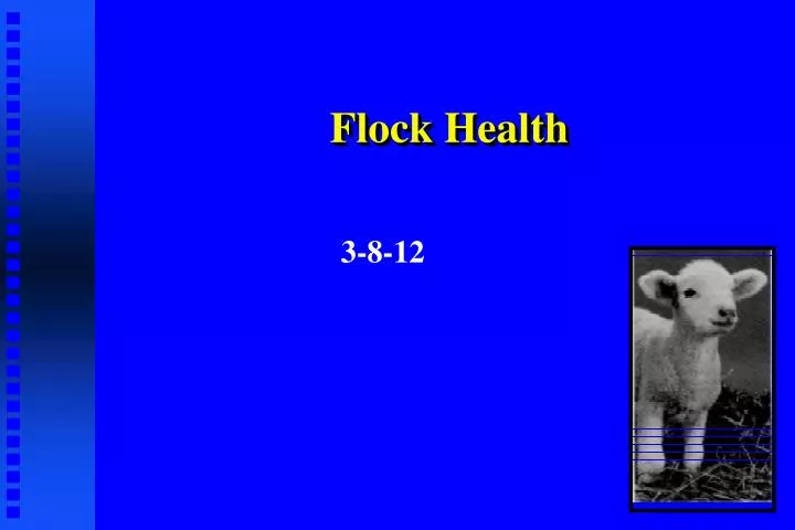 flock health