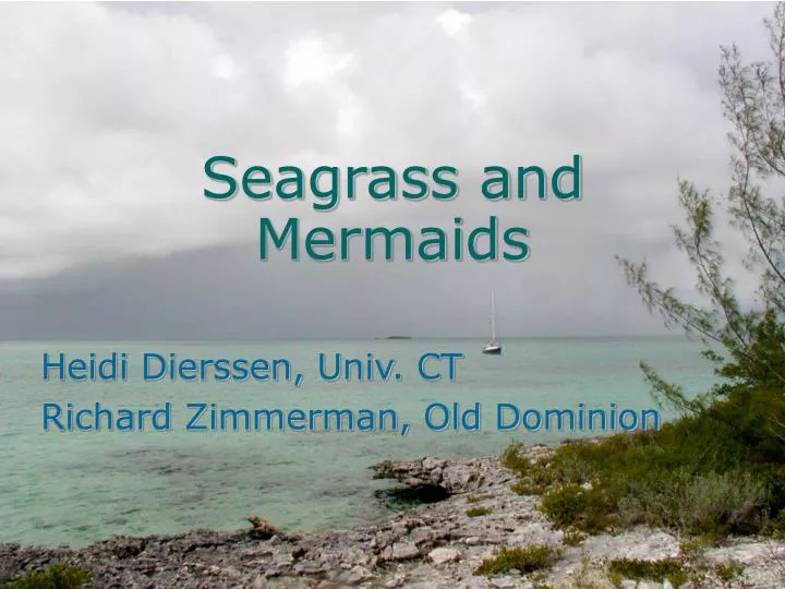 seagrass and mermaids