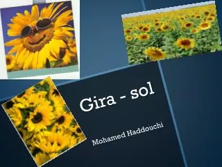 gira sol