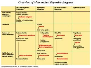 Overview of Mammalian Digestive Enzymes