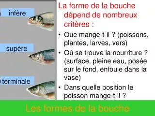 les formes de la bouche