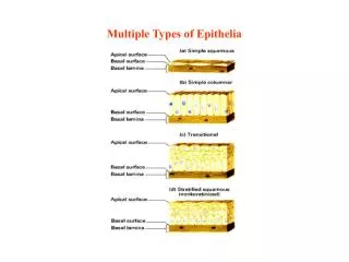 Multiple Types of Epithelia