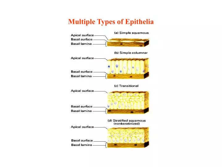 multiple types of epithelia