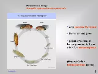 Developmental biology: Drosophila segmentation and repeated units