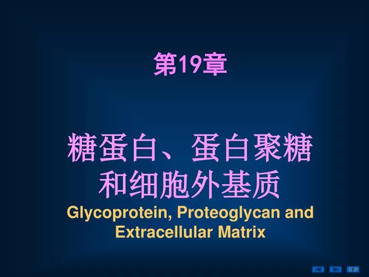 glycoprotein p roteoglycan and extracellular matrix
