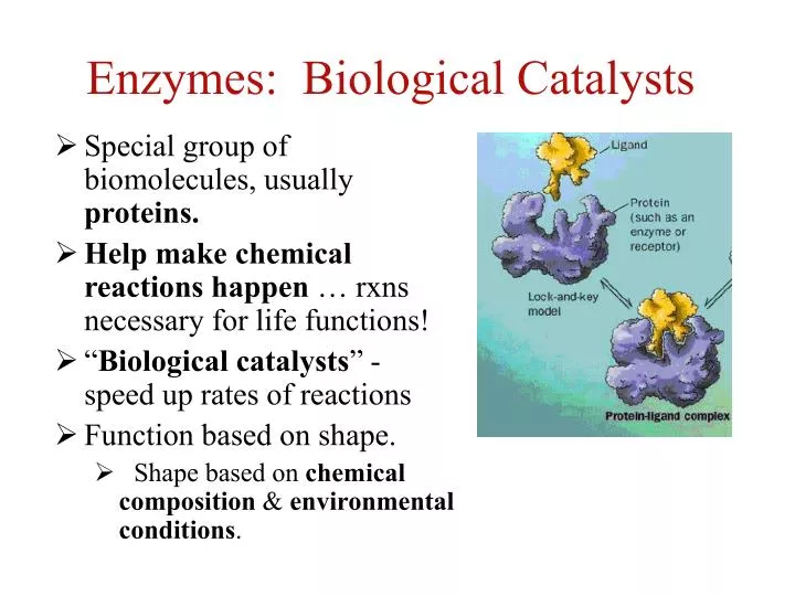 enzymes biological catalysts