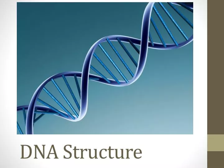 dna structure