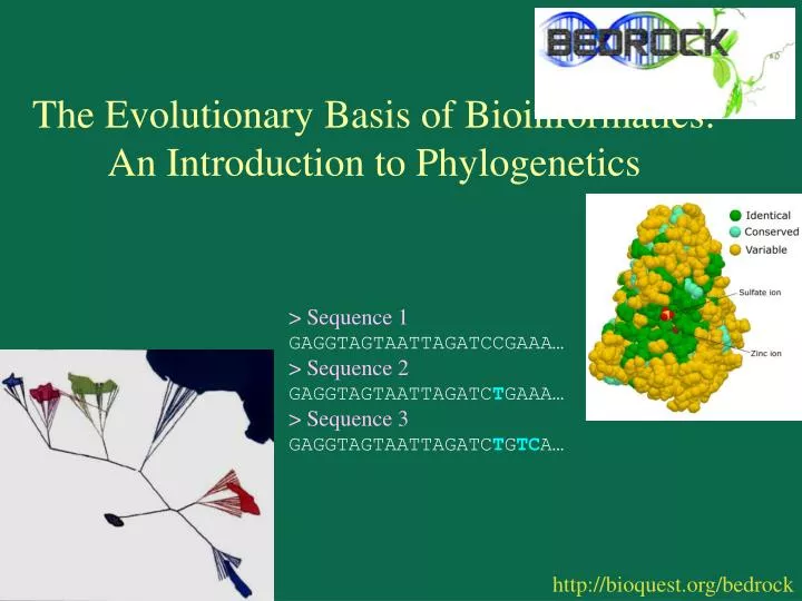 the evolutionary basis of bioinformatics an introduction to phylogenetics