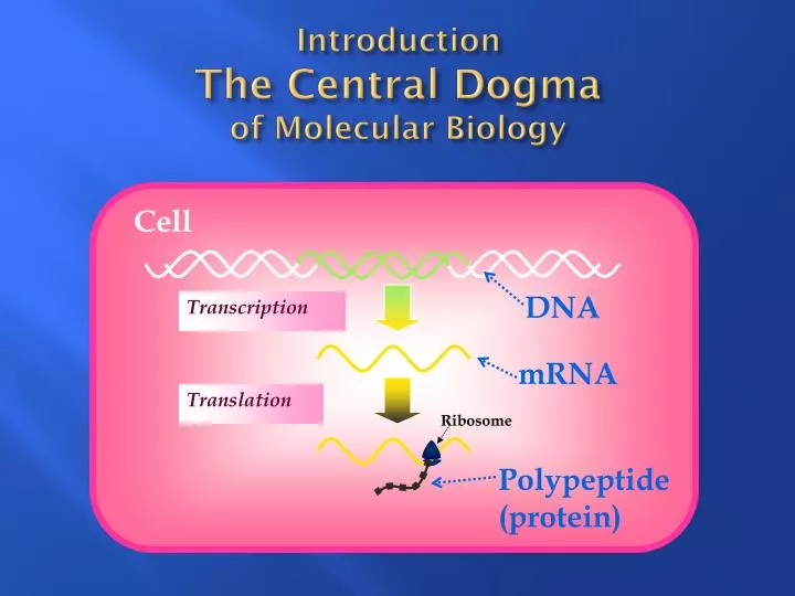 introduction the central dogma of molecular biology