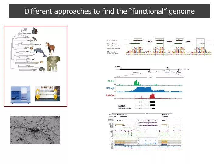 different approaches to find the functional genome