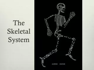 The Skeletal System