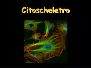 citoscheletro