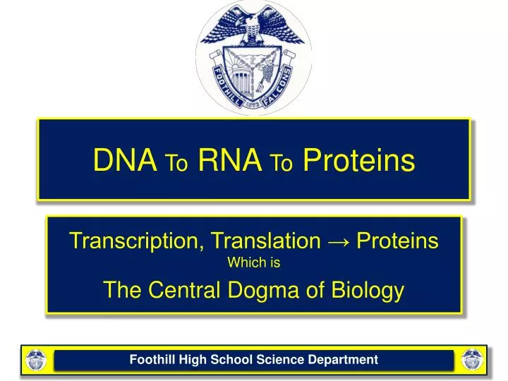 dna to rna to proteins