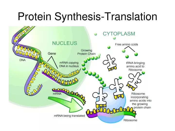 protein synthesis translation