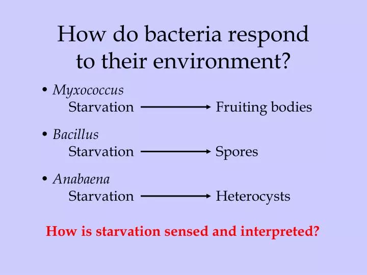 how do bacteria respond to their environment