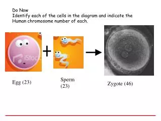 Do Now Identify each of the cells in the diagram and indicate the