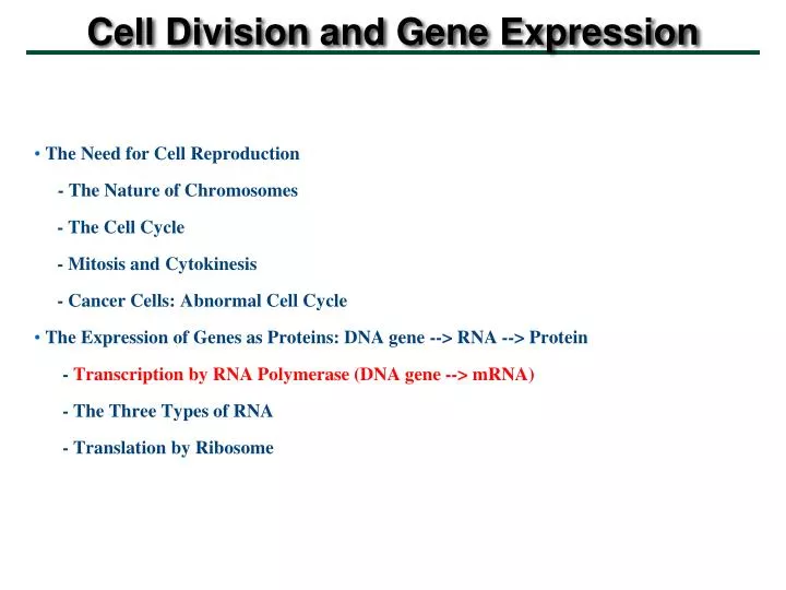 cell division and gene expression