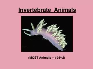 Invertebrate Animals