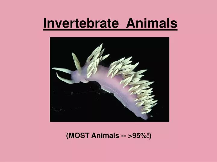 invertebrate animals