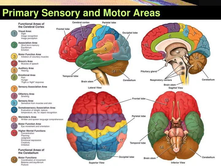 primary sensory and motor areas