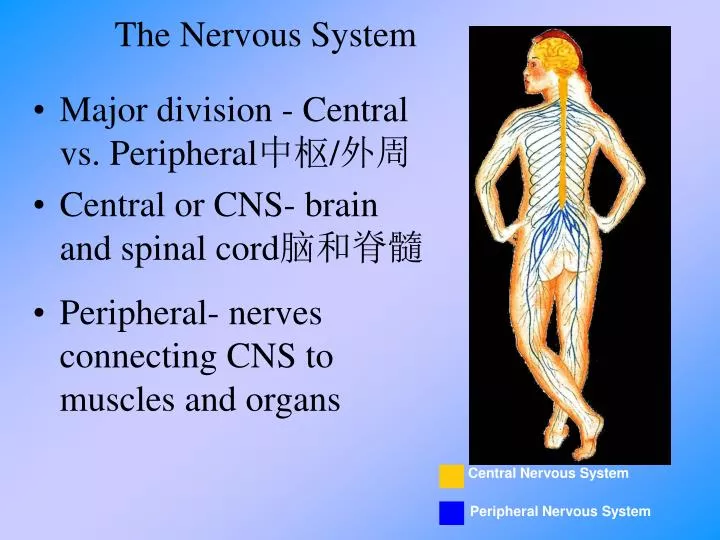 the nervous system