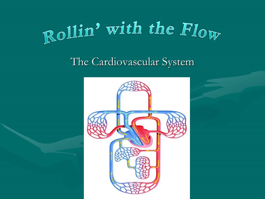 PPT - The Cardiovascular System PowerPoint Presentation, free download ...