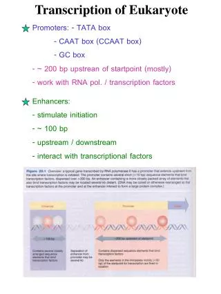 Transcription of Eukaryote