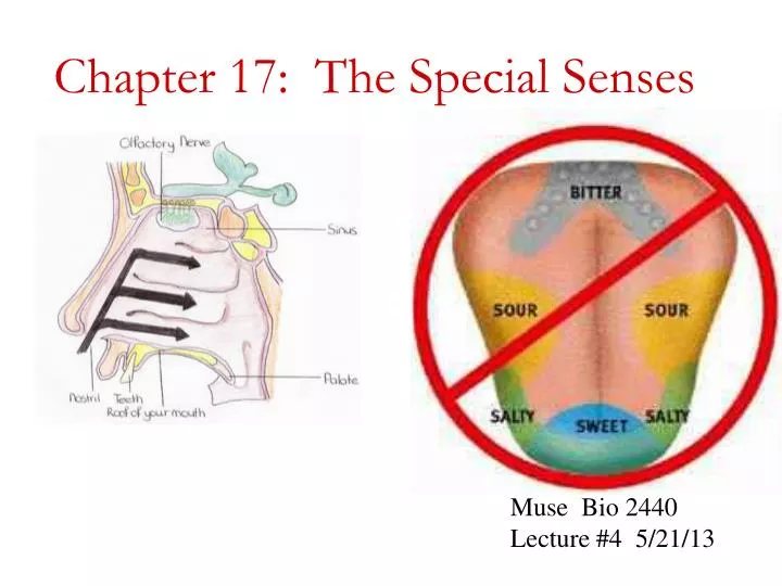 chapter 17 the special senses