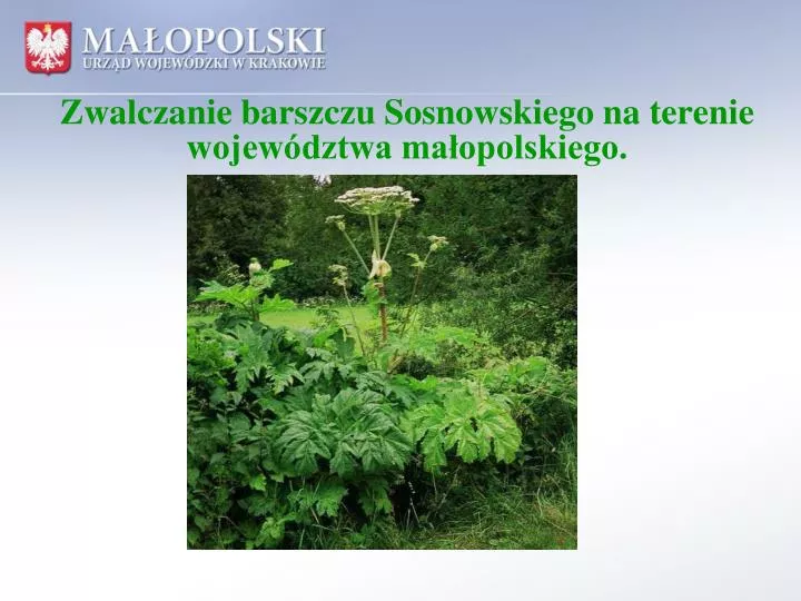 zwalczanie barszczu sosnowskiego na terenie wojew dztwa ma opolskiego